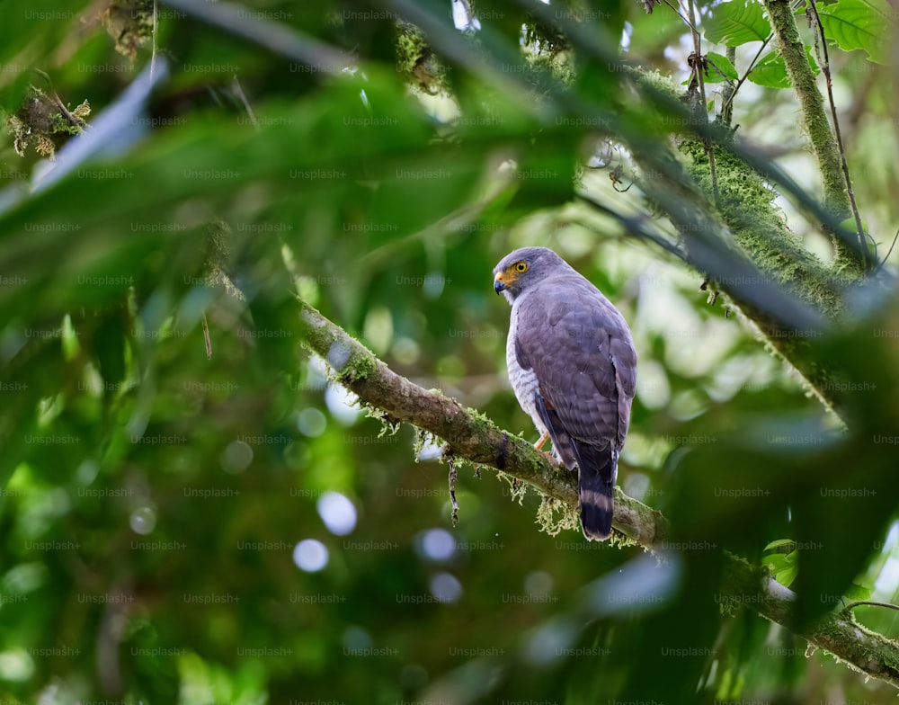 un uccello appollaiato su un ramo di un albero