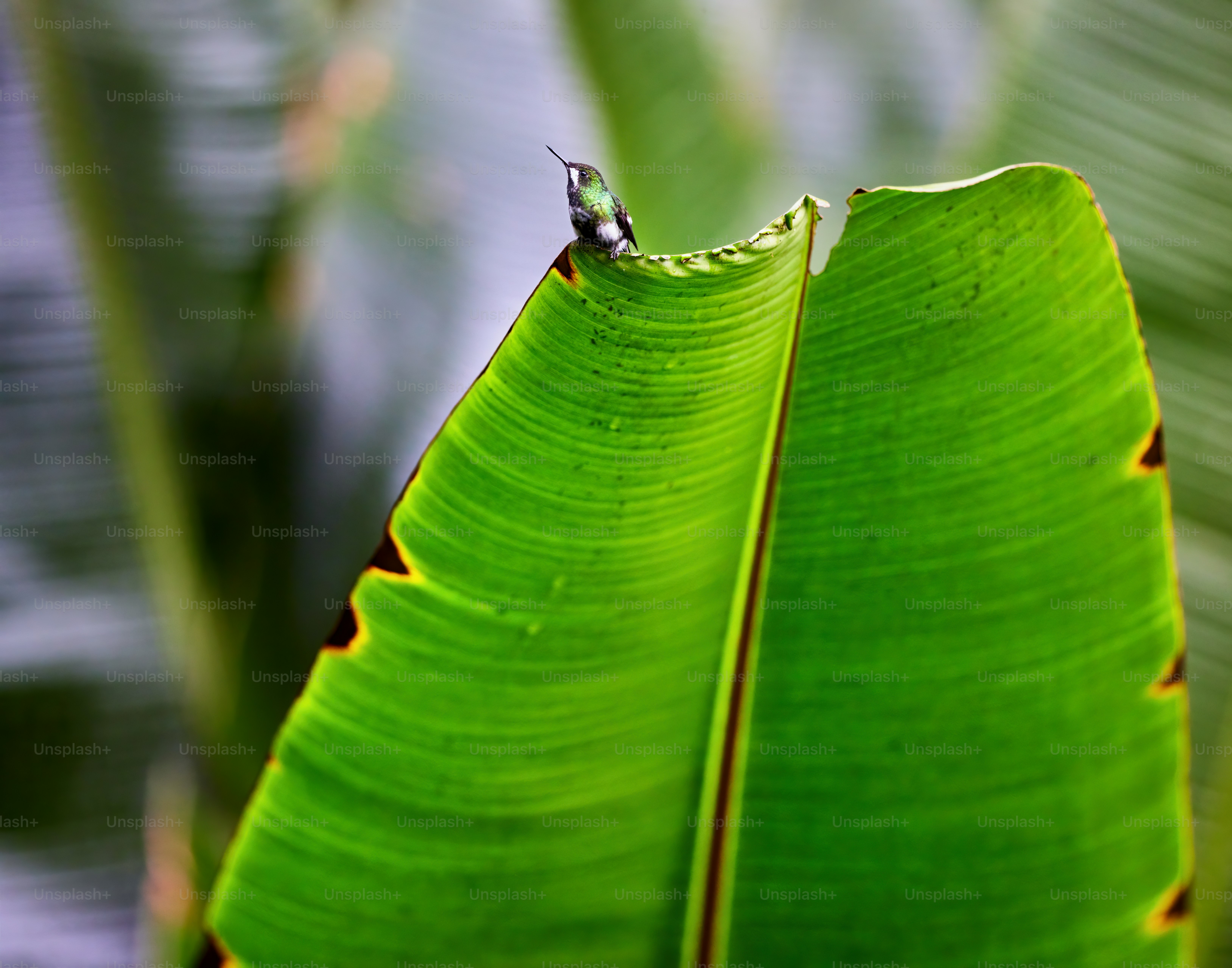 大きな緑の葉の接写
