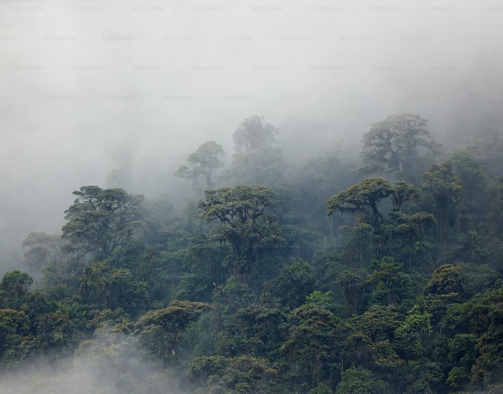 a foggy forest filled with lots of trees