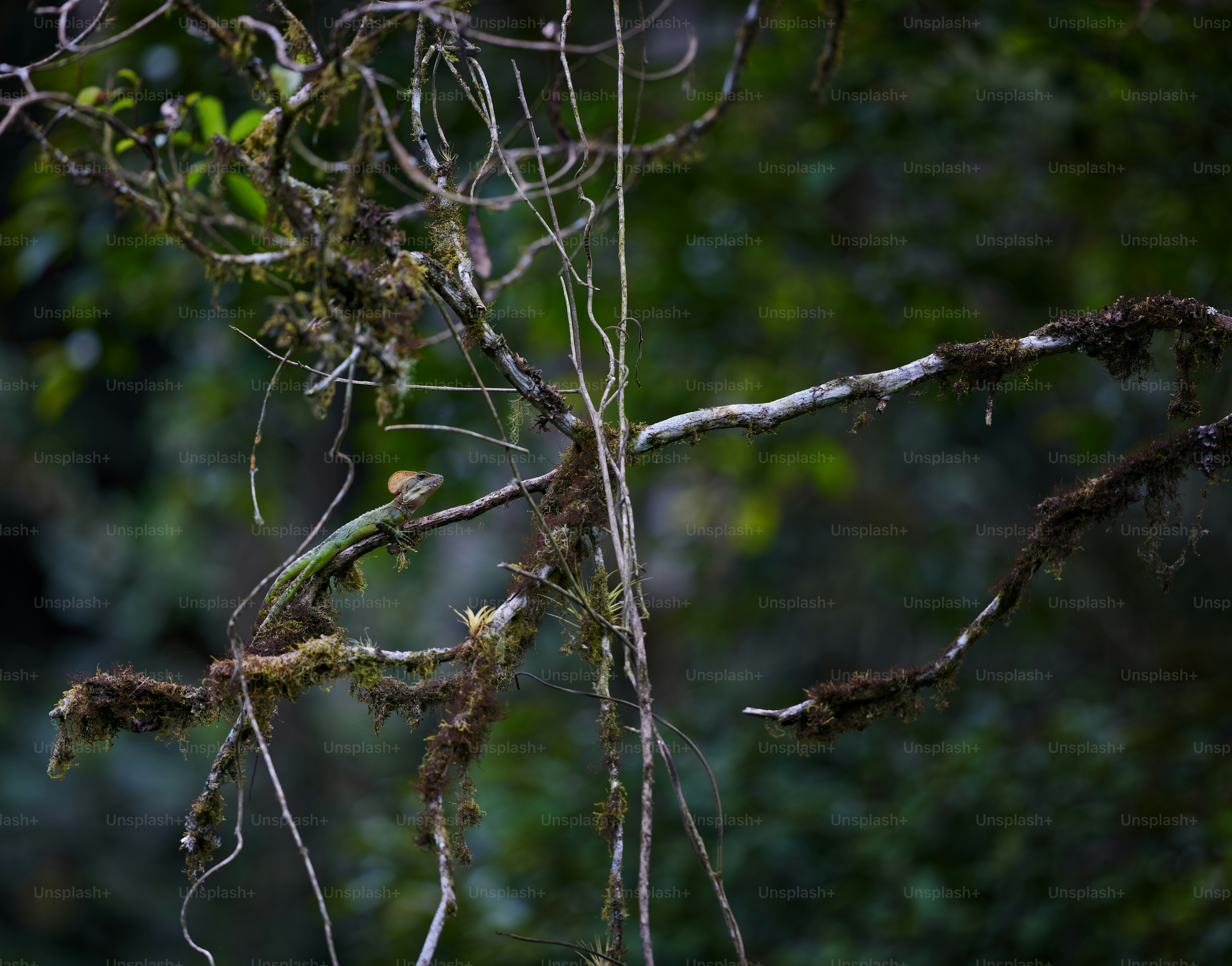 a bird perched on top of a tree branch