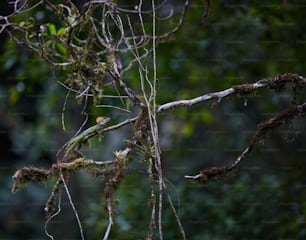 Un pájaro encaramado en la cima de la rama de un árbol
