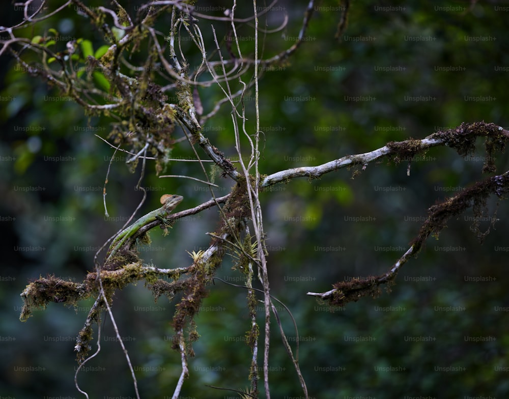 a bird perched on top of a tree branch