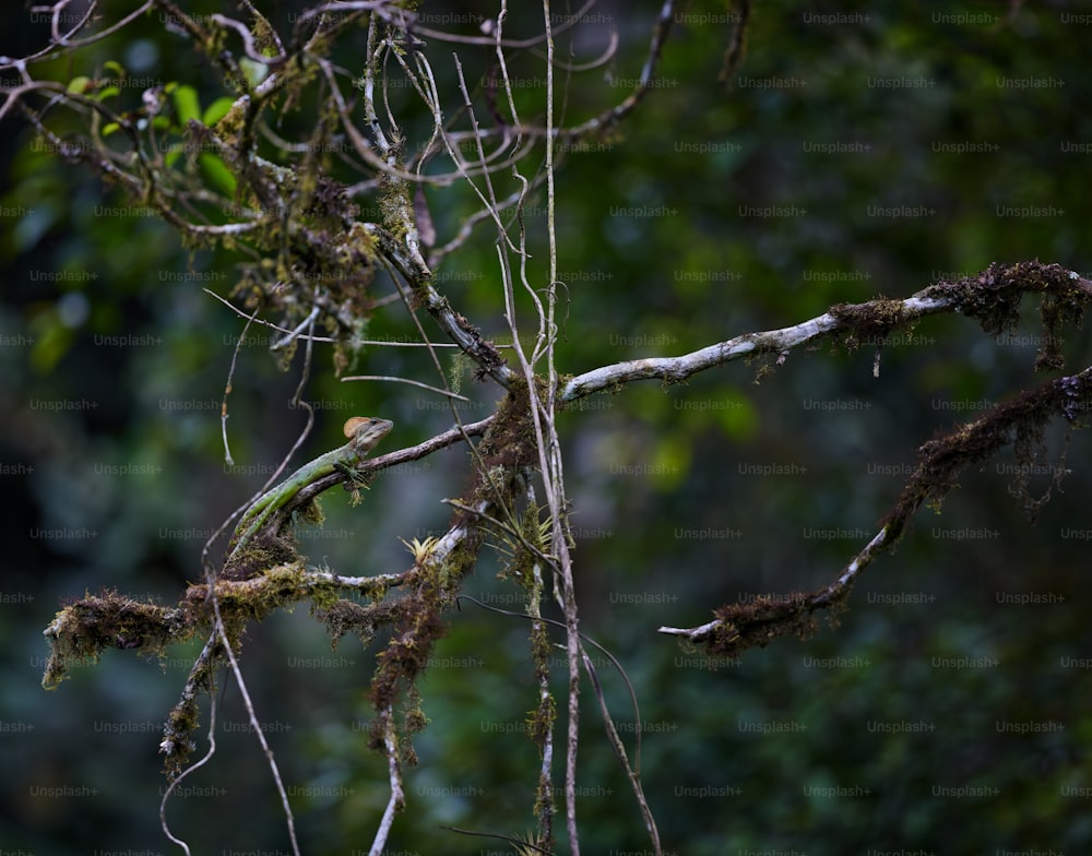 木の枝の上にとまる�鳥