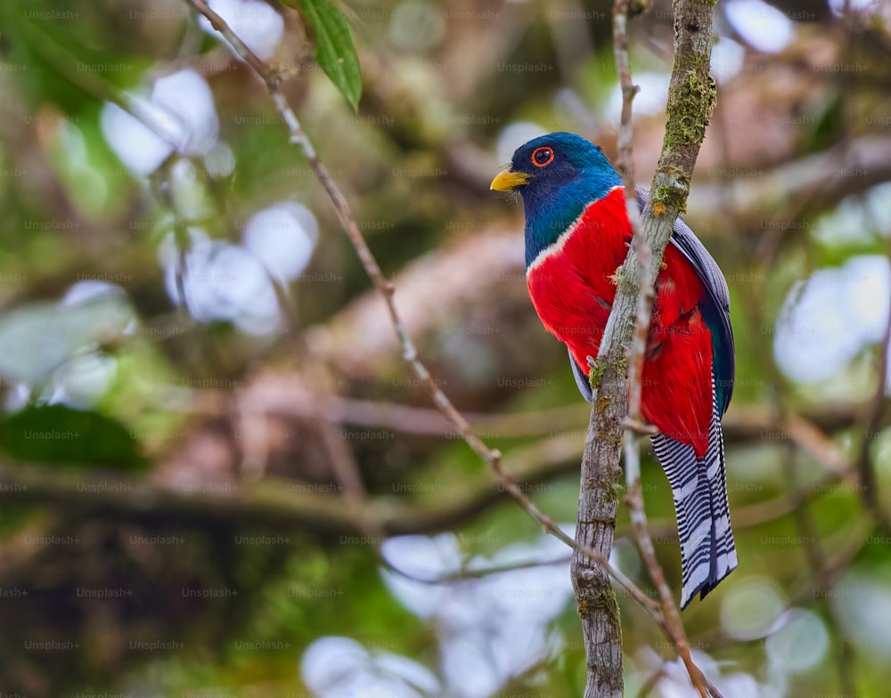 a colorful bird perched on a tree branch