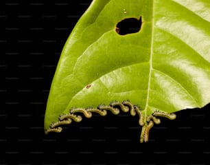 a green leaf with a hole in it