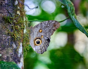 a brown and white butterfly sitting on a tree