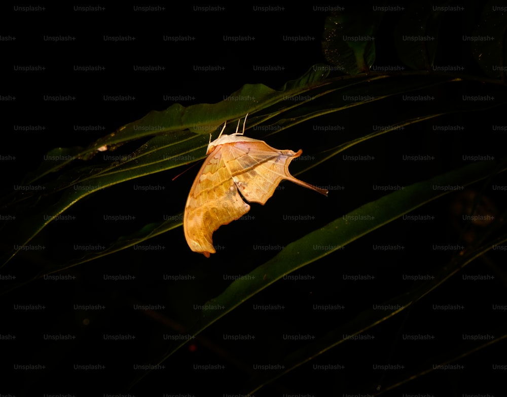 a leaf that is sitting on a plant