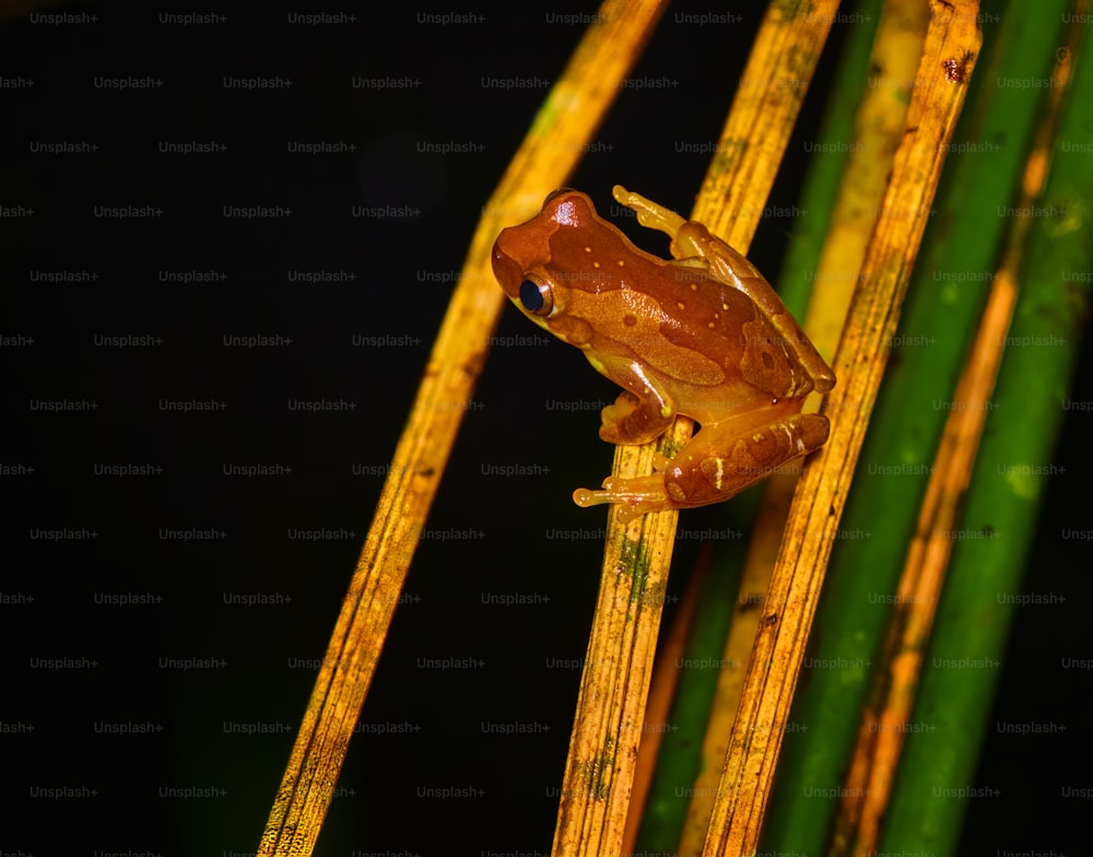 Una rana marrón sentada encima de una planta verde