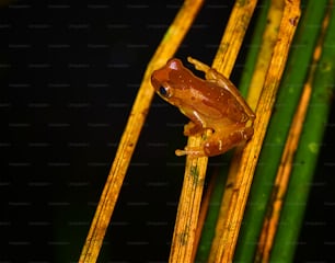 Una rana marrón sentada encima de una planta verde