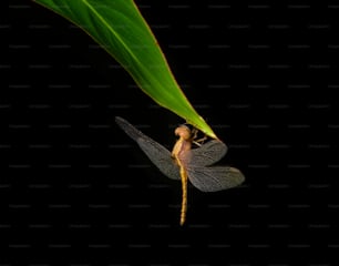 a dragonfly sitting on top of a green leaf