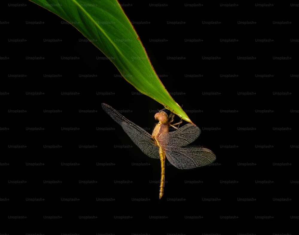 a dragonfly sitting on top of a green leaf