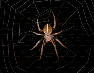 a close up of a spider on a web