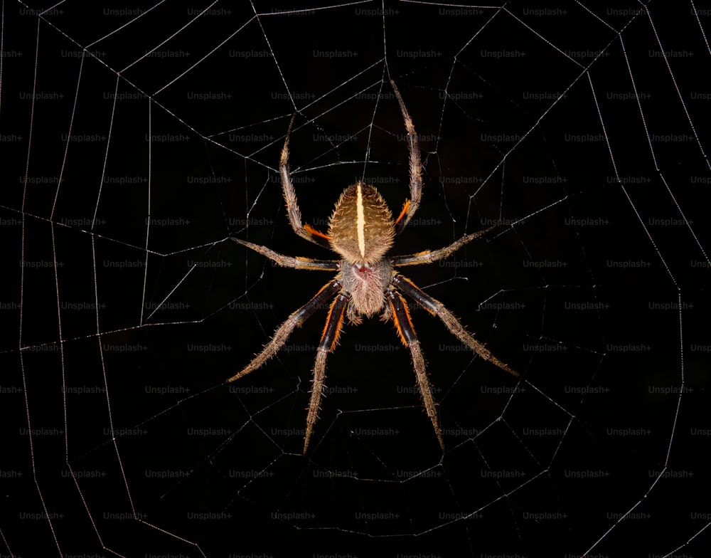 Gros plan d’une araignée sur une toile