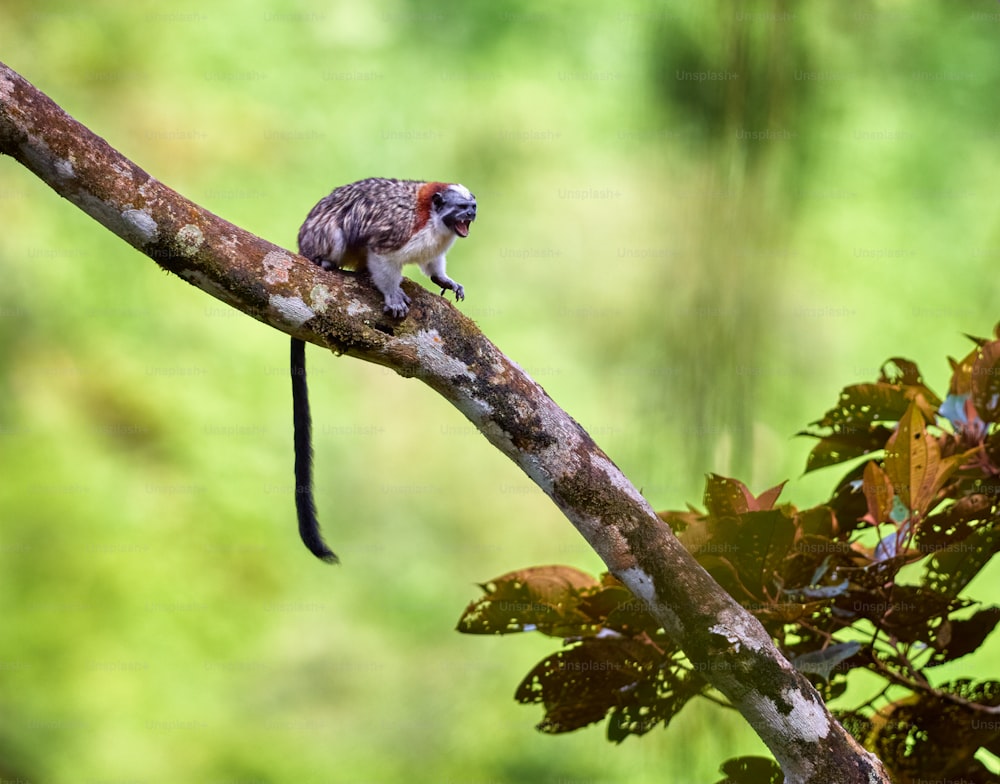 a small monkey sitting on a tree branch