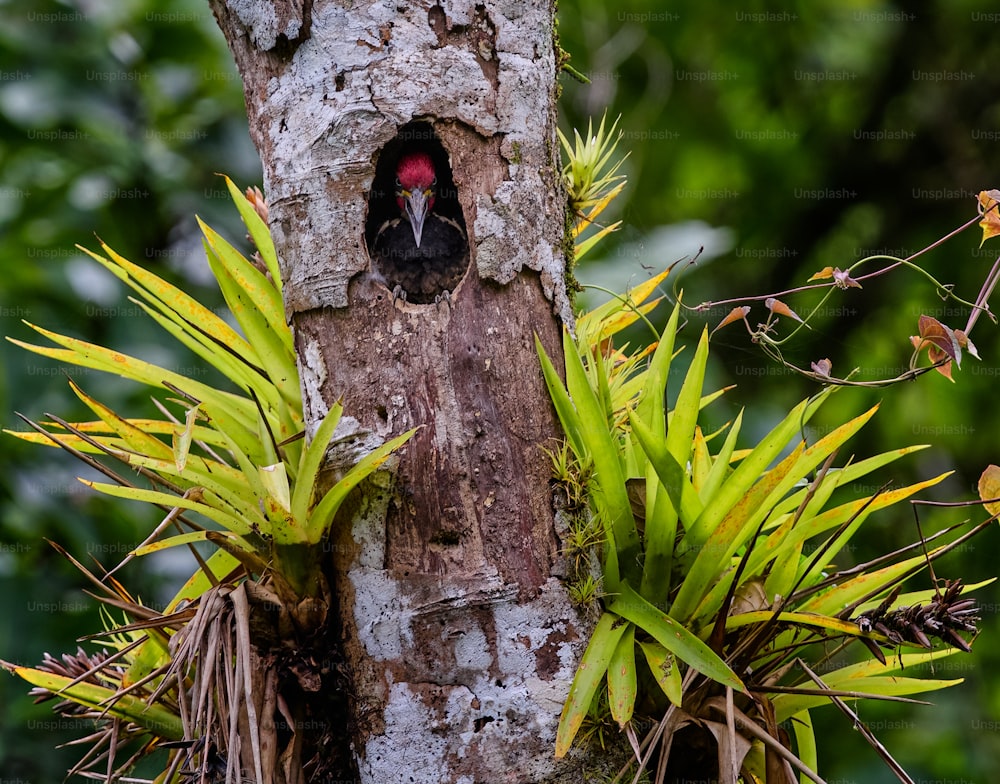 Un pájaro está asomando la cabeza por un agujero en un árbol