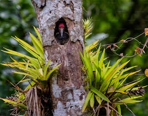 Ein Vogel steckt seinen Kopf aus einem Loch in einem Baum