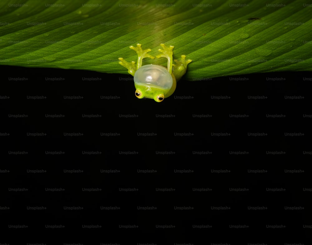 um sapo verde sentado em cima de uma folha verde