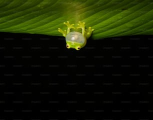 a green frog sitting on top of a green leaf