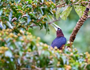 a colorful bird perched on a tree branch