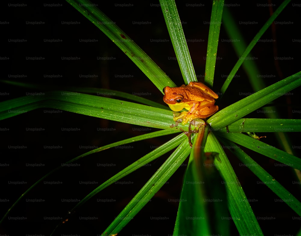 a frog sitting on top of a green leaf