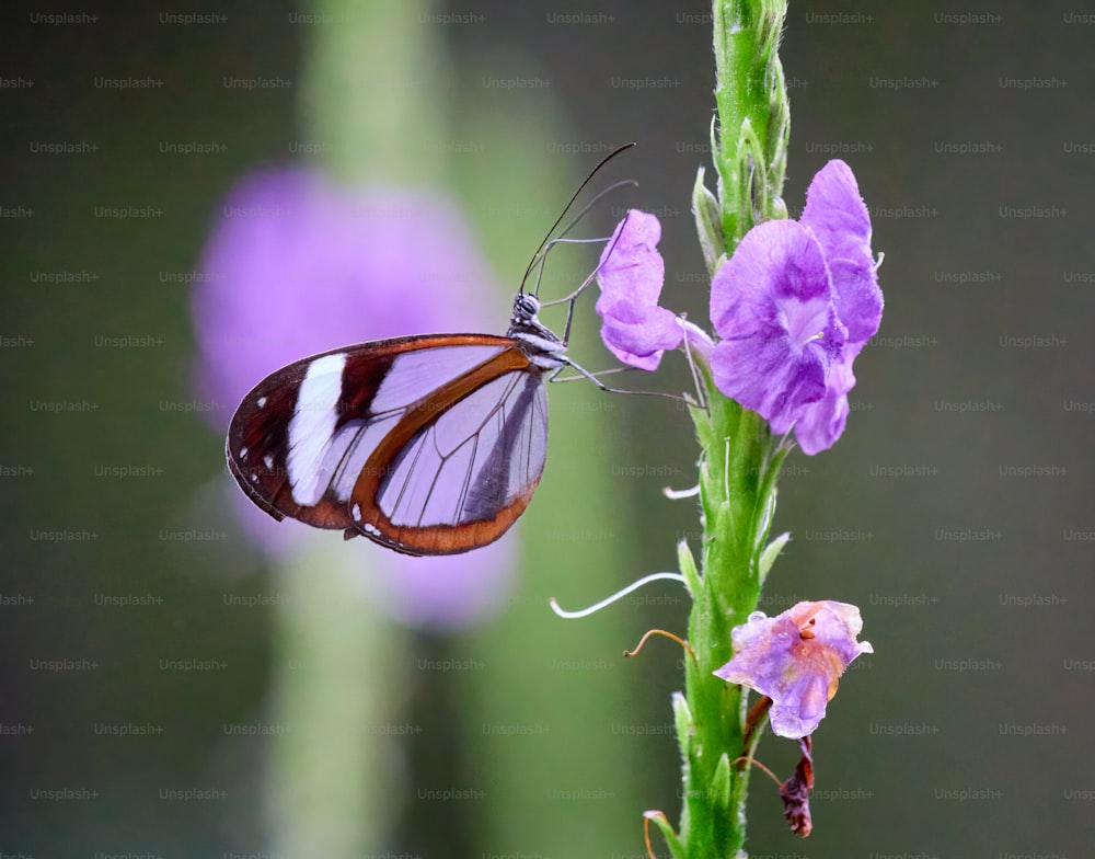 un papillon assis au sommet d’une fleur violette