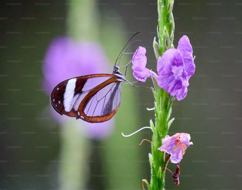 a butterfly sitting on top of a purple flower