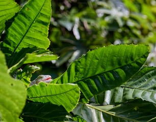 um lagarto sentado em cima de uma folha verde