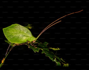 um close up de um inseto verde em uma folha