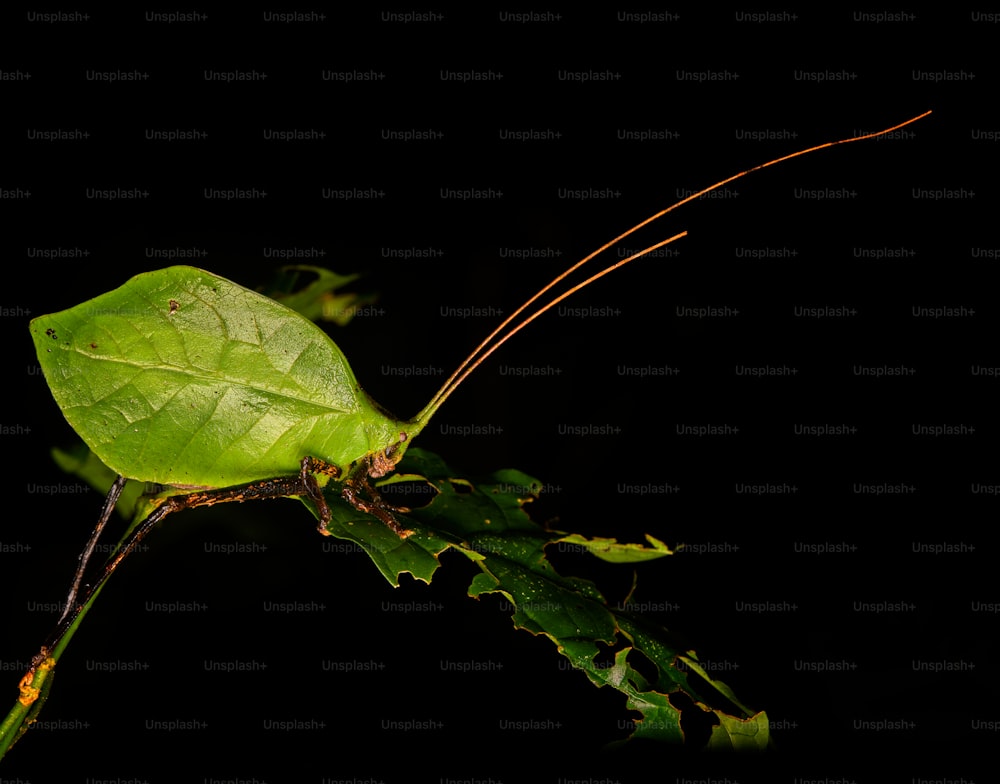 Un primer plano de un insecto verde en una hoja