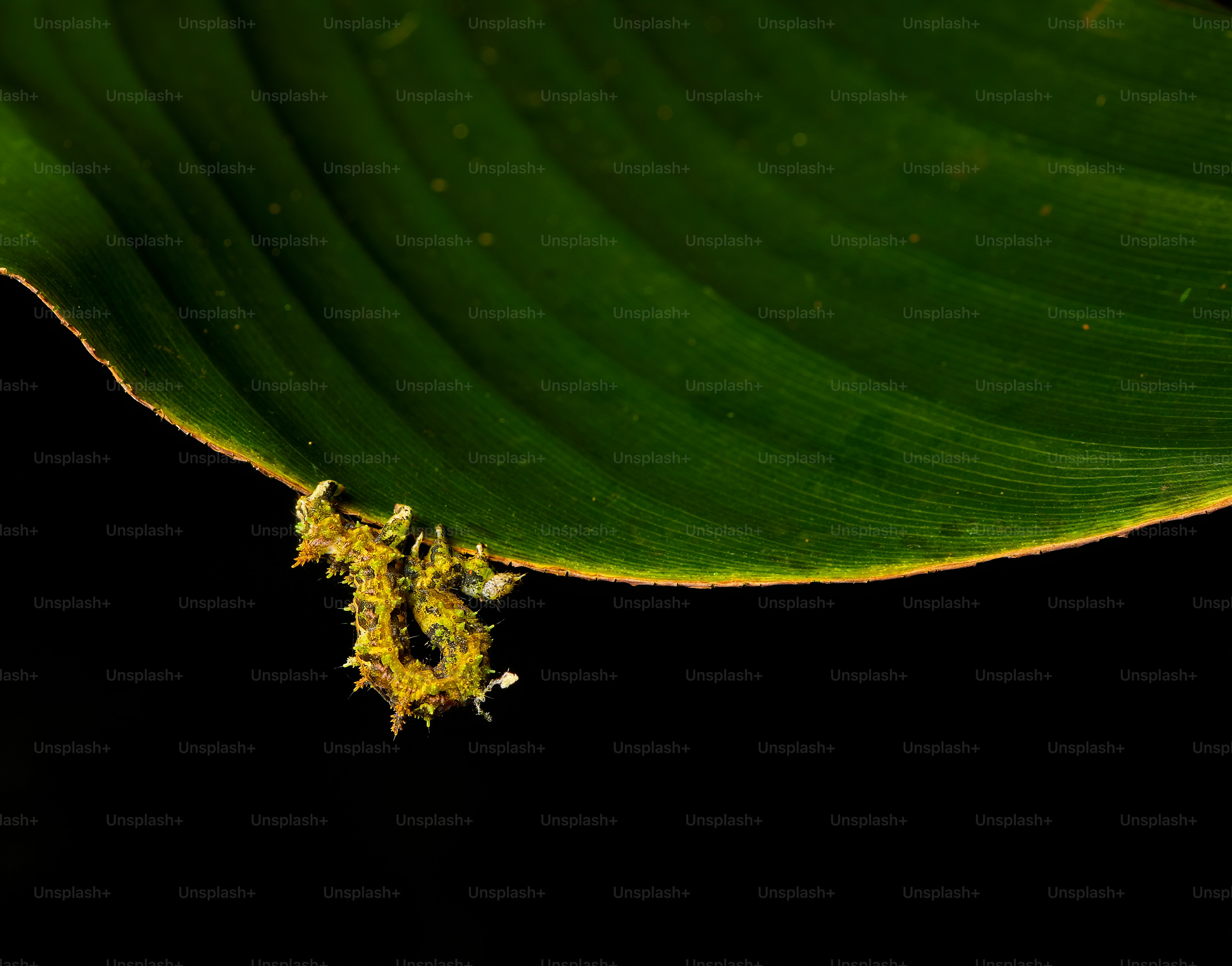a close up of a green leaf on a black background