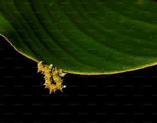 a close up of a green leaf on a black background