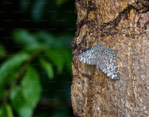 a close up of a tree with a butterfly on it