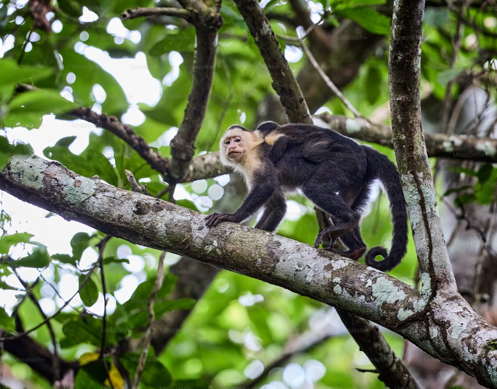 Un singe marche sur une branche d’arbre