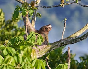 a sloth hanging from a tree branch in a forest