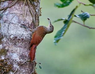 a bird that is standing on a tree