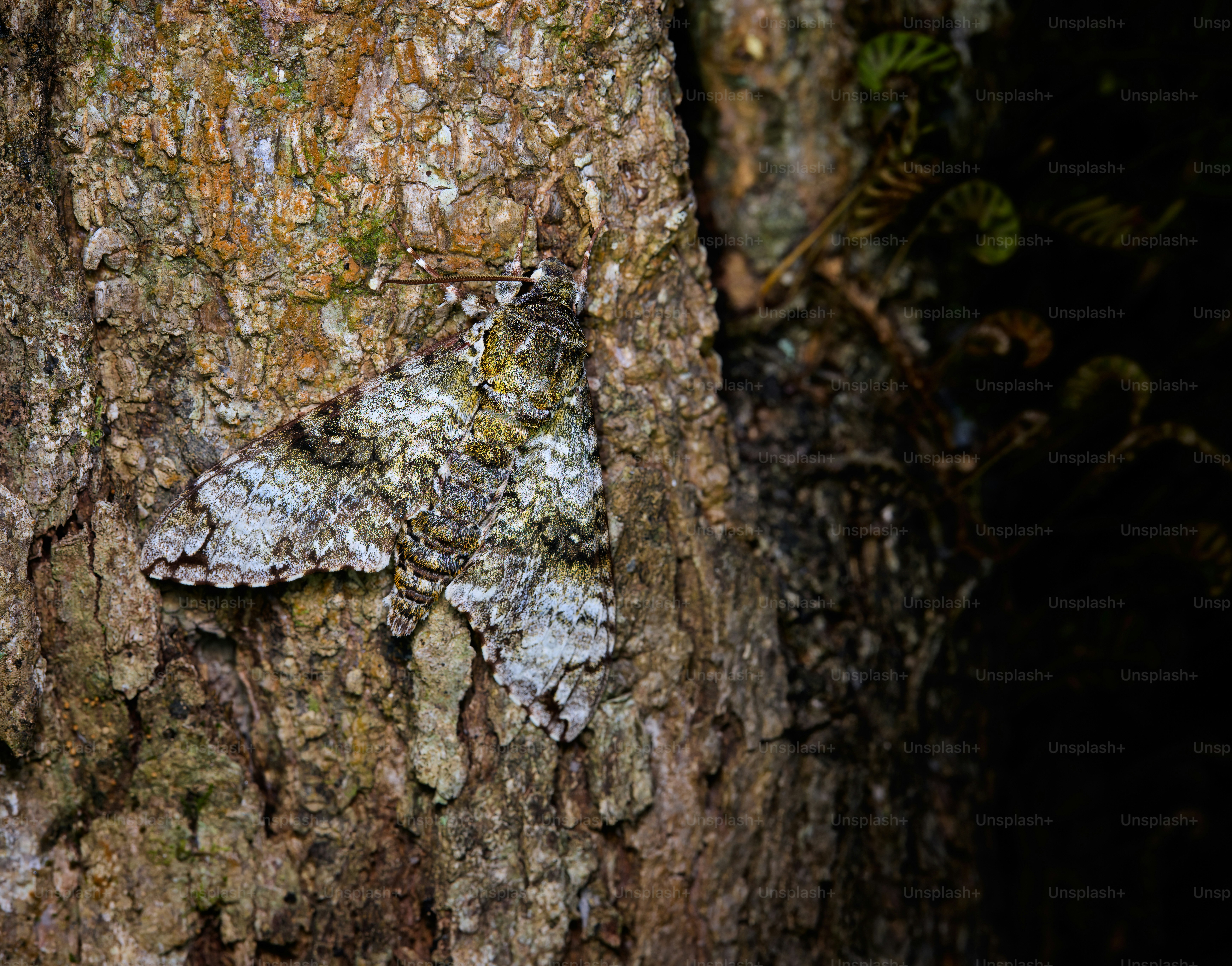 木の樹皮のクローズアップ