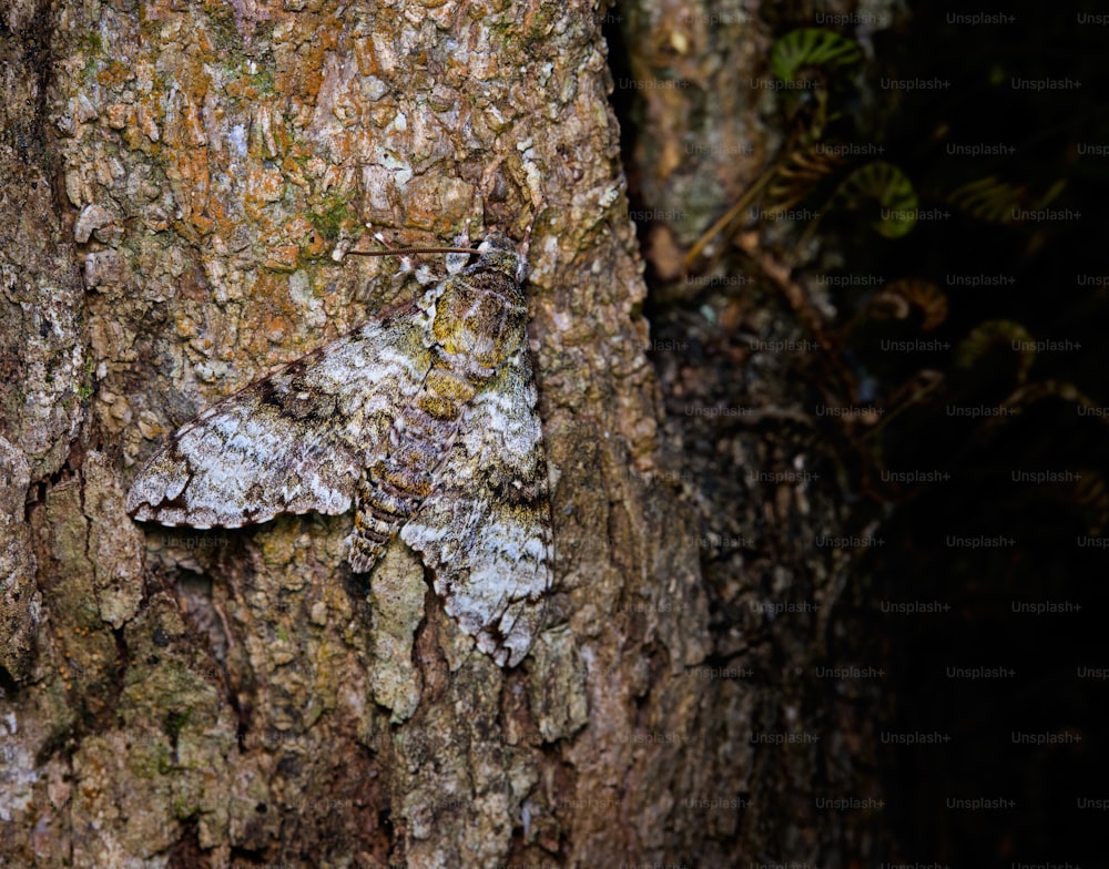 a close up of the bark of a tree