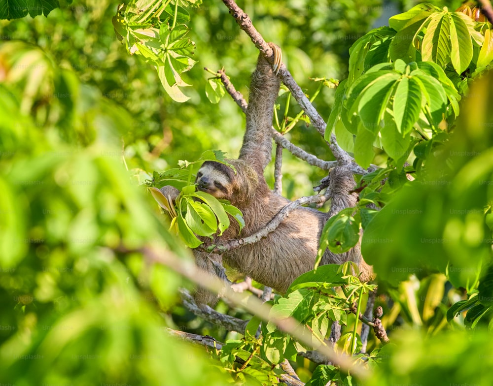 Un paresseux suspendu à une branche d’arbre dans une forêt