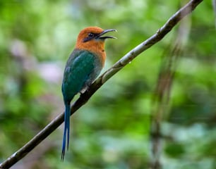 a colorful bird sitting on top of a tree branch