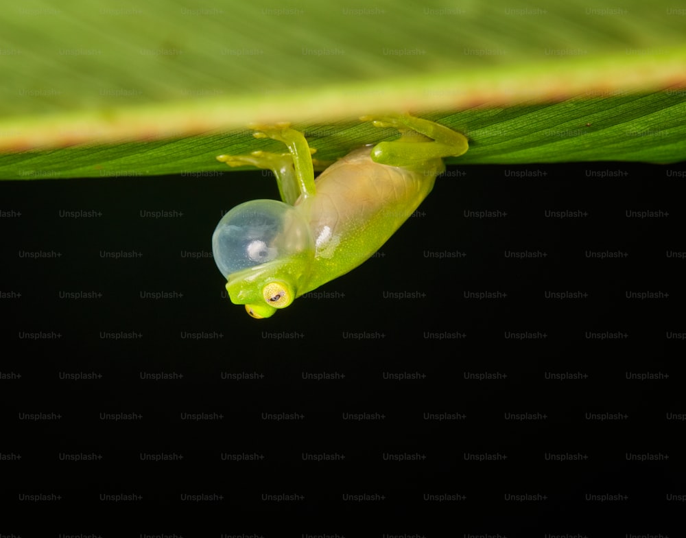una piccola rana verde seduta sopra una foglia verde