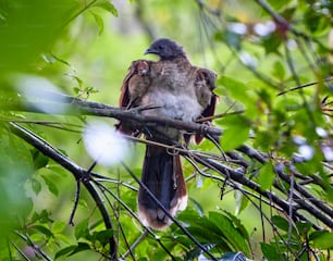 a bird perched on a branch in a tree