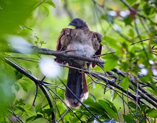 um pássaro empoleirado em um galho em uma árvore