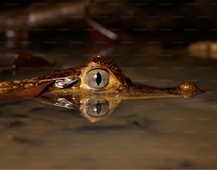 O olho de um crocodilo é refletido na água