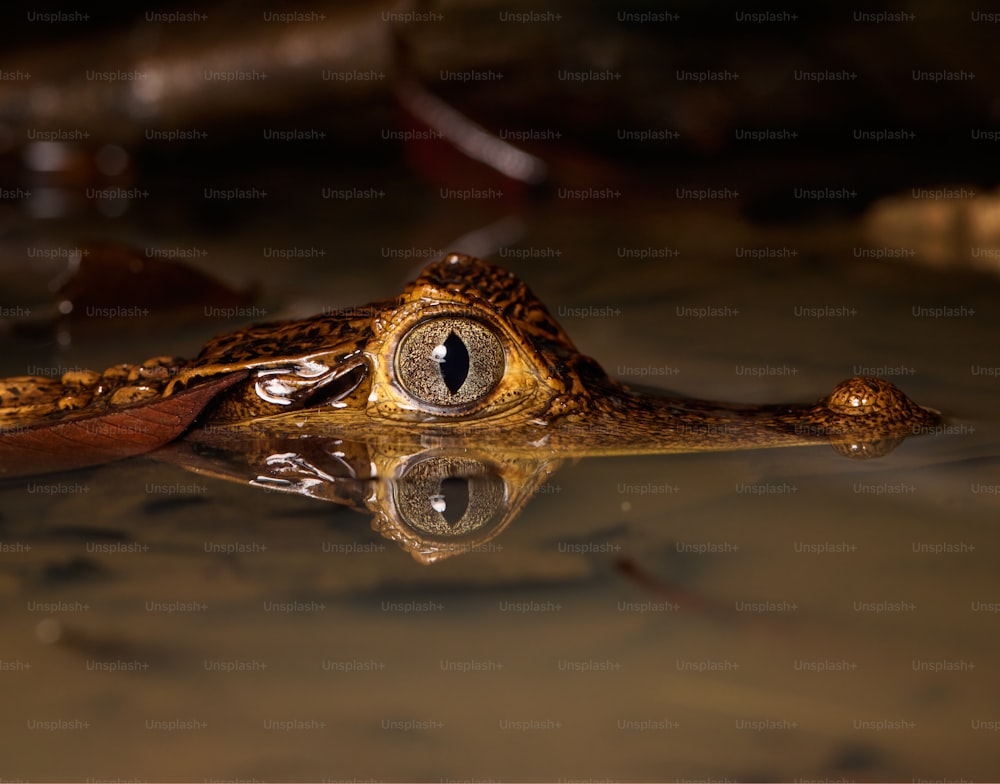 Das Auge eines Krokodils spiegelt sich im Wasser