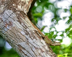 a lizard climbing up the side of a tree