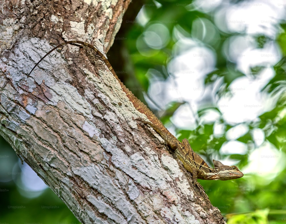 a lizard climbing up the side of a tree