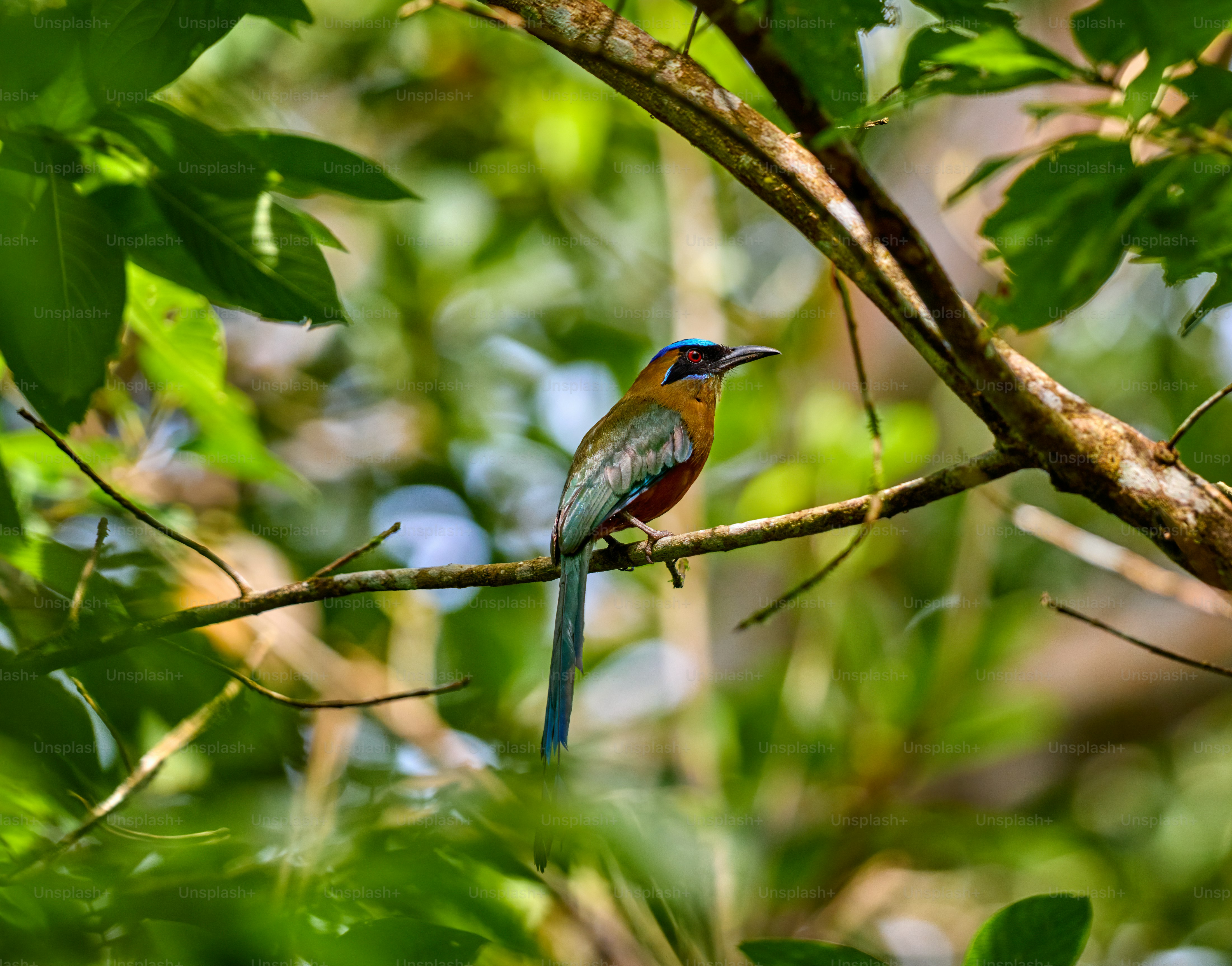 A sloth hanging from a tree branch in a forest photo – Sloth Image on
