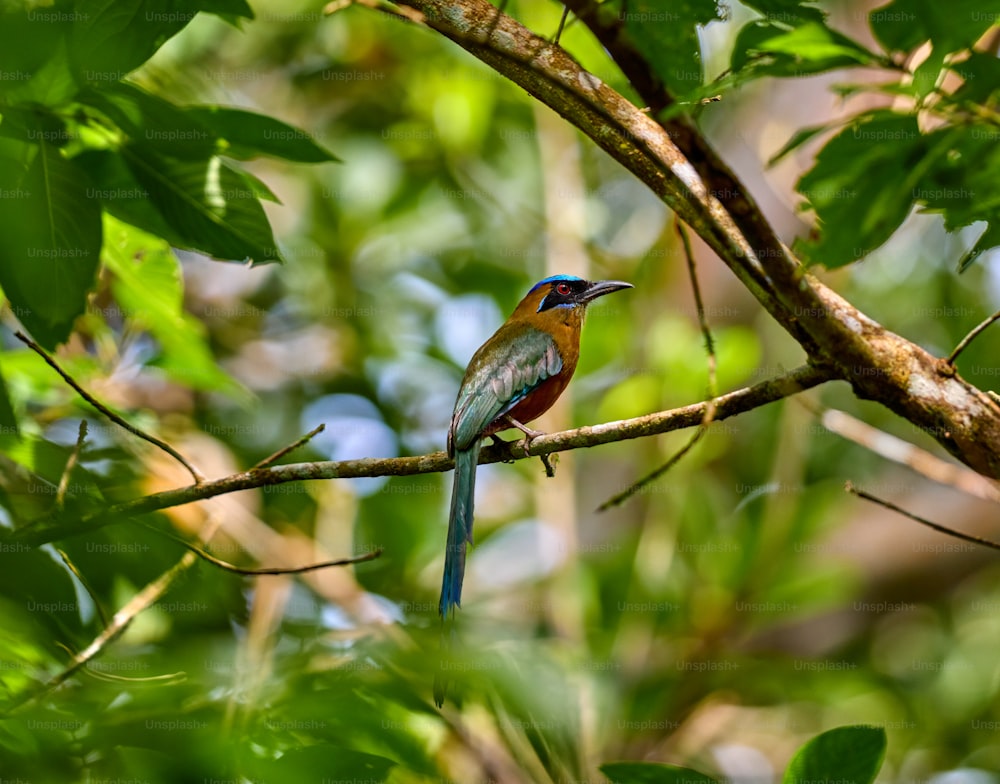 나뭇가지에 앉아 있는 형형색색의 새