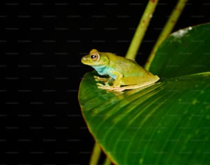 a green frog sitting on top of a leaf