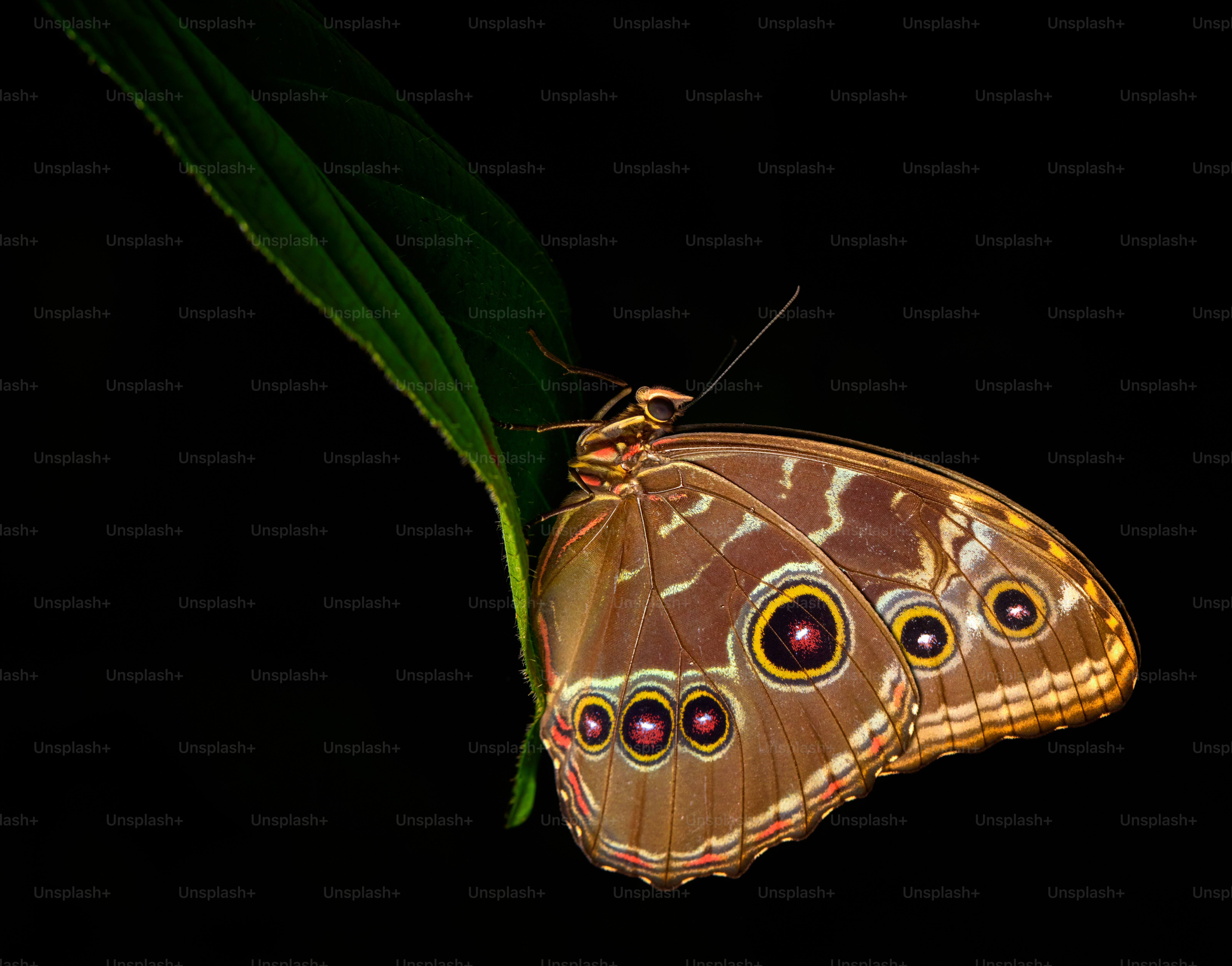 a brown butterfly sitting on top of a green leaf